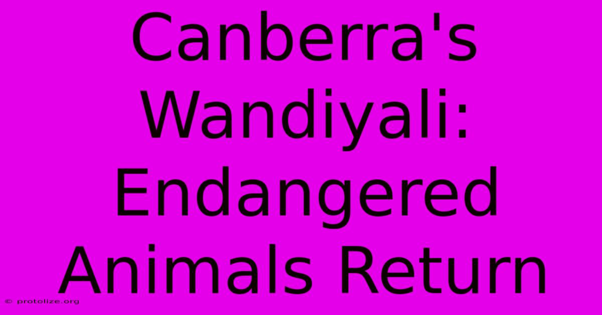 Canberra's Wandiyali: Endangered Animals Return Canberra's Wandiyali: Endangered Animals Return