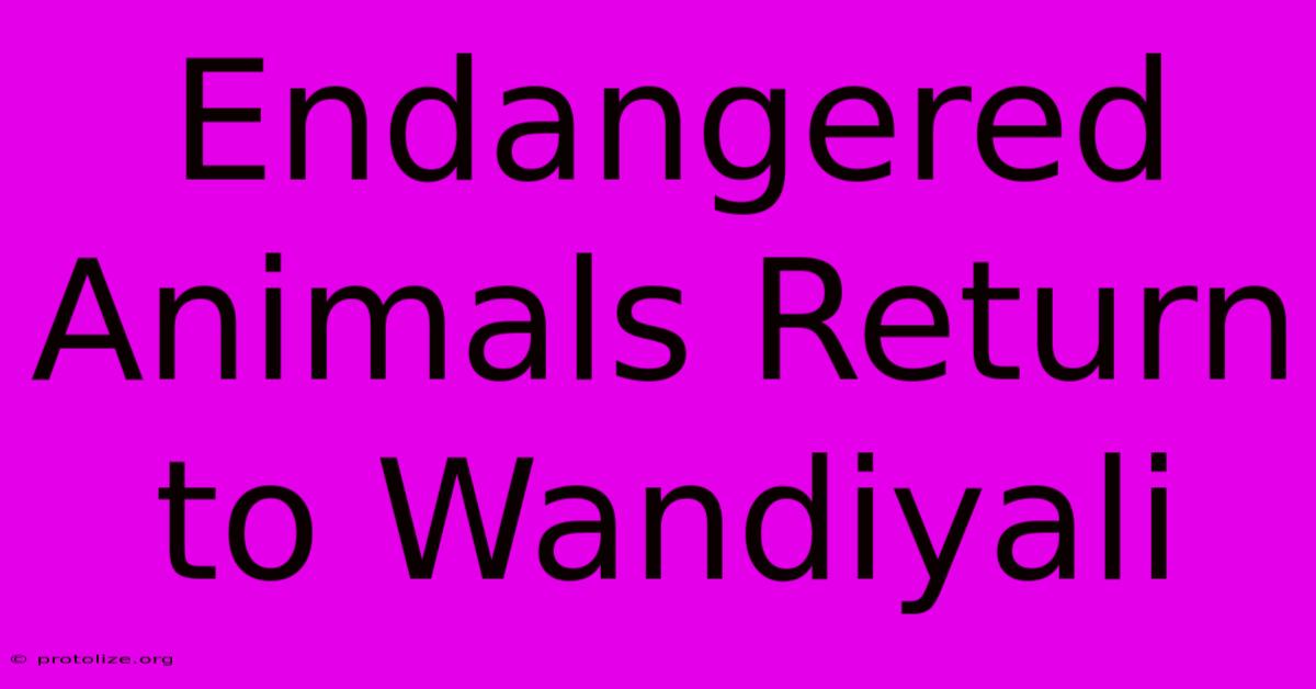 Endangered Animals Return To Wandiyali Endangered Animals Return To Wandiyali