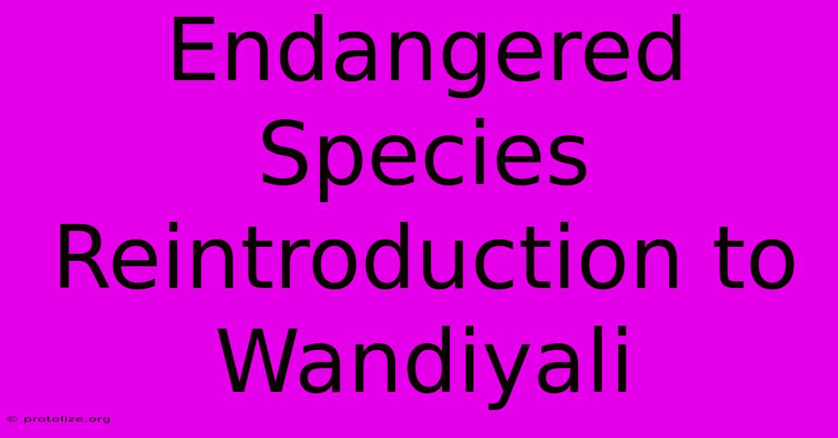 Endangered Species Reintroduction To Wandiyali Endangered Species Reintroduction To Wandiyali